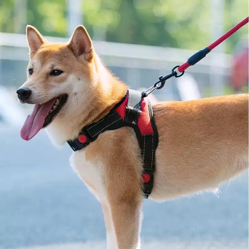Arnés para pasear mascotas EasyFit