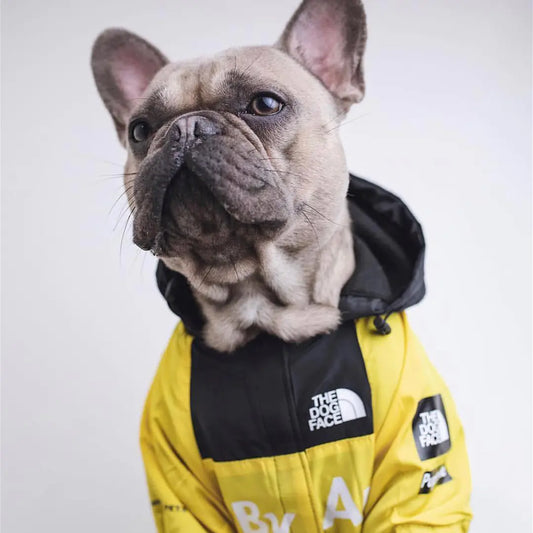 Protection contre la pluie pour gros chien