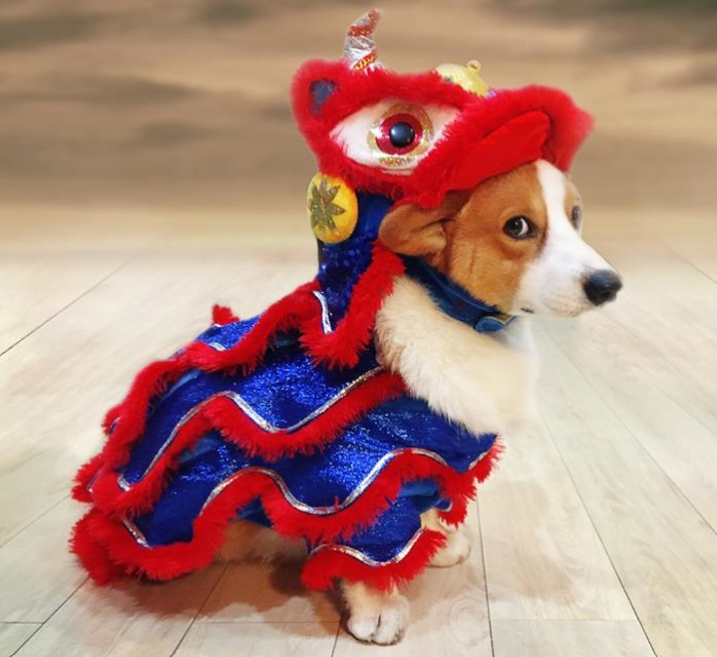 Roaring Fun Pet Costume
