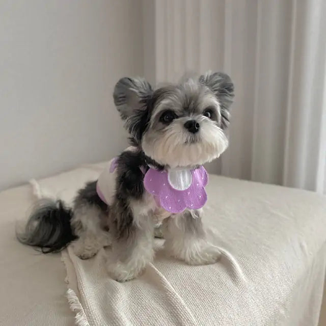 Chic Pet Knit Scarves