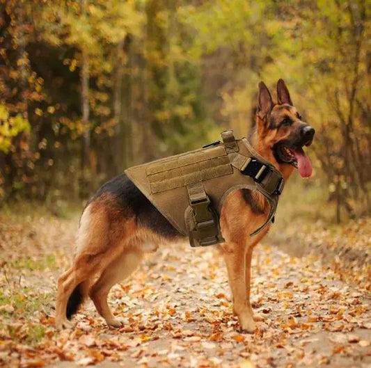 Rugged Large Dog Adventure Vest